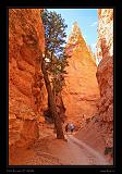 Bryce Canyon 43